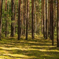 Сосновый лес :: Игорь Сикорский Сосновый лес :: Игорь Сикорский