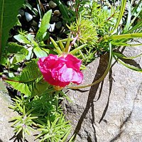 Цветы. :: Владимир Драгунский