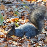 Подготовка к зиме :: Галина Кан
