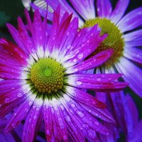 Красота :: Людмила Смородинская