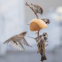 из жизни воробьев . :: юрий макаров