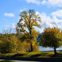 Чебоксары. Осенние деревья над Чебоксарским заливом. :: Пётр Чернега
