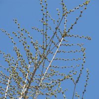 про апрель :: Елена Шаламова