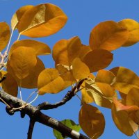 Вся природа в золоте сейчас, будто расписал её художник :: Татьяна Смоляниченко