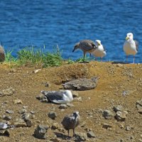 На острове птичьем :: ИРЭН@ .