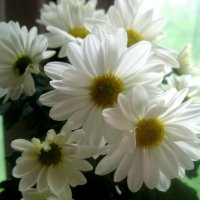 Хризантемы :: Елена Семигина