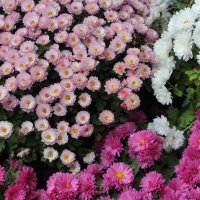 Хризантемы :: Оксана Новик 