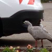 Проверка на дорогах :: Юрий. Шмаков