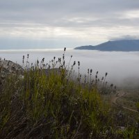 Природа Крыма :: Amazing Cosmea