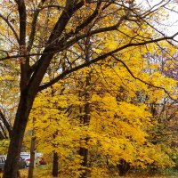 "Солнечная" осень. :: photo Bo