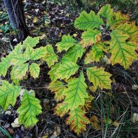 Побережье лесного озера :: Рита Симонова