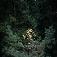 Оттенок осени в вечнозелёном :: yuriim ㅤ