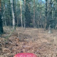 Мухо :: Pavel Bamboleo