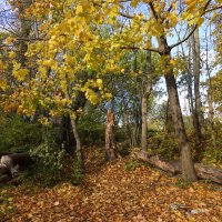 "У осени такой особый пряный запах, Он чуть с горчинкой, вроде кофе по утрам.»:... :: Галина "У осени такой особый пряный запах, Он чуть с горчинкой, вроде кофе по утрам.»:... :: Галина