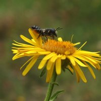 ** :: Зоя Мишина