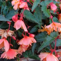 **** :: СЕРГЕЙ ФИЛОЧКИН