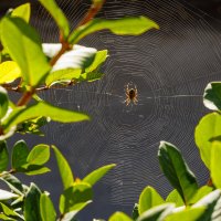 Паучок :: Светлана Тихонина