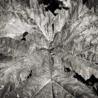 Фотография :: Денис Безногов