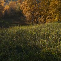 *** :: Наталья Покацкая