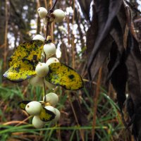 ***** :: юрий поляков