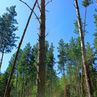 Глубь небес опять ясна :: Hope Глубь небес опять ясна :: Hope