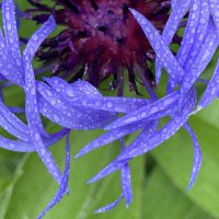 Василёк :: Ольга Савельева 