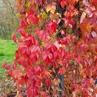 Октябрь в ростовском зоопарке :: Нина Бутко Октябрь в ростовском зоопарке :: Нина Бутко