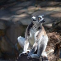Лемурчик :: Евгений Васильев