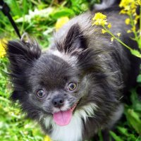 *** :: Евгений Васильев