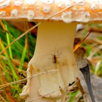 природа 30 октября 1 :: Александр Прокудин