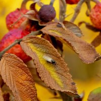 природа 30 октября 5 :: Александр Прокудин природа 30 октября 5 :: Александр Прокудин