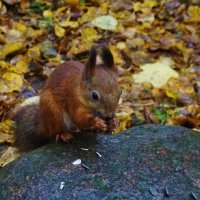 Я на камушке грызу :: Nataly St. 