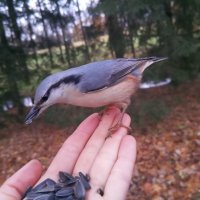 Поползень :: Сапсан 