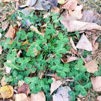 Последние листочки :: Георгиевич 