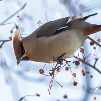Свиристель :: Виктор Иванович Чернюк Свиристель :: Виктор Иванович Чернюк