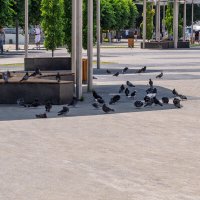 Голуби :: Игорь Сикорский