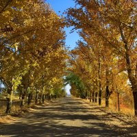 Осенниц свет :: Natali 