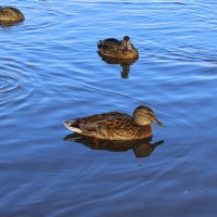 Дамская компания :: Татьяна Лютаева