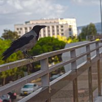 Израиль * Хайфа *2025 г :: ujgcvbif 