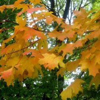 До свидания,октябрь! :: Елена Семигина До свидания,октябрь! :: Елена Семигина