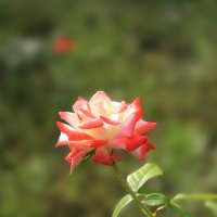 Роза. :: Александр 