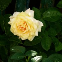 Жёлтая роза :: Валентин Семчишин Жёлтая роза :: Валентин Семчишин