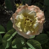 Глория  Дей и капли росы :: Валентин Семчишин