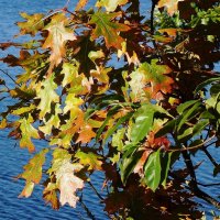 Побережье лесного озера :: Рита Симонова Побережье лесного озера :: Рита Симонова