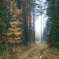 Мокрый, осенний день :: Галина Ильясова Мокрый, осенний день :: Галина Ильясова