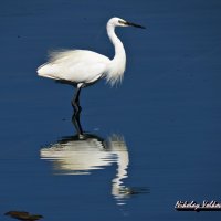 Большая белая цапля :: Николай Волков Большая белая цапля :: Николай Волков