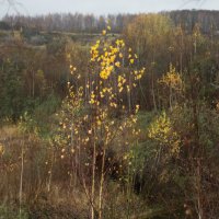 На просторе :: sorovey Sol