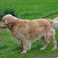 Золотистый ретривер на прогулке :: Светлана 