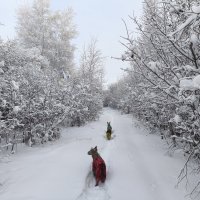 Зима :: Anna Ivanova Зима :: Anna Ivanova