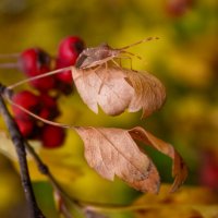 Клоп :: Оксана Н.